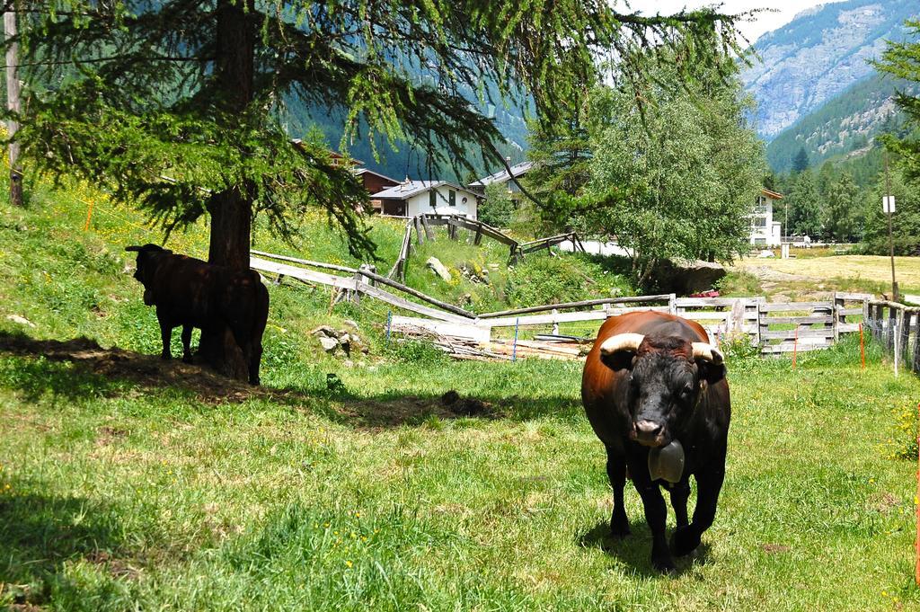 Ferienwohnung Allalinblick Saas-Fee Zewnętrze zdjęcie